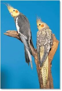 Cockatiel (Birds)