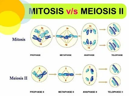 Meiosis.. - ppt video online descargar