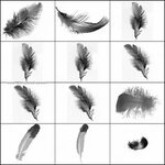 Feathers Free Photoshop Brushes - https://www.123freebrushes