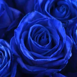 Order a bouquet "Blue roses by the piece" with delivery