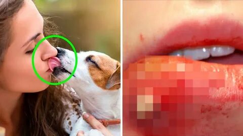 Why Does My Dog Keep Licking Its Mouth lifescienceglobal.com