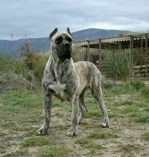 Pin by Atilla on Presa Canario Mastiff dogs, Corso dog, Huge