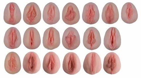 Модель женских наружных половых органов - показывает анатоми