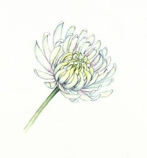 Aster Flower Drawing - Awesome Planting Ideas