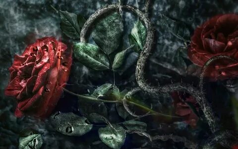 Wallpaper roses, gothic, thorns, flowers, drops, rain wallpa