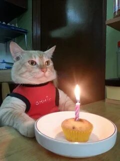 Быстрый и удобный сервис для создания мемов :) Cat birthday 