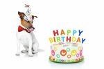 Happy Birthday Marnie! - Kotas Place Dog Daycare