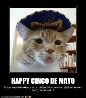 Happy Cinco de Mayo Funny animals, Cinco de mayo, Funny cat 