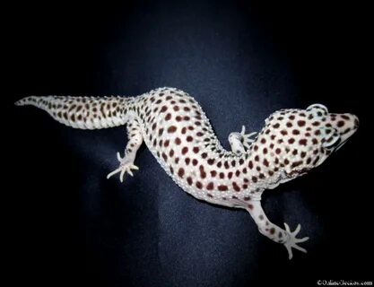 Mack Super Snow Leopard Gecko Wallpapers Gallery