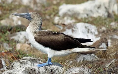 the fun bank: BLUE FOOTED BOOBY photos - wallpapers