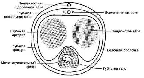 Эректильная дисфункция. Статистика. Строение полового члена.