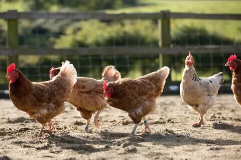 Victoria de las gallinas ponedoras - Certified Humane Latino