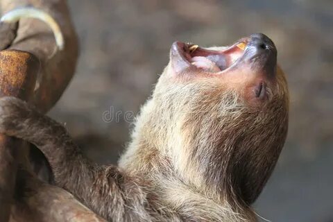 Sloth Yawning Photos - Free & Royalty-Free Stock Photos from