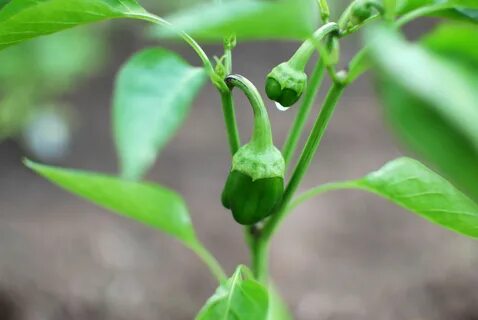 Free photo: Green Pepper Plant - Good, Mild, Pepper - Free D
