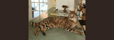 serval cat for sale craigslist Online Shopping