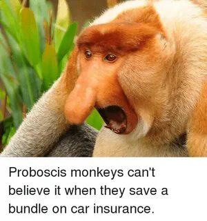 Proboscis Monkeys Can't Believe It When They Save a Bundle o