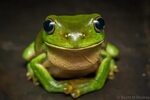 Smiling frog. Scott Murray Flickr