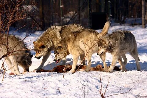 File:Timber wolves fighting.jpg - Wikimedia Commons