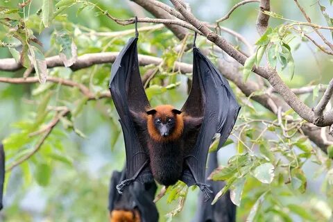 SYT1919-large flying fox 马 来 大 狐 蝠 large flying fox (Pteropu