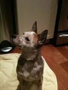 RED/BLUE HEELER MIX 40+ ideas on Pinterest heeler mix, blue 