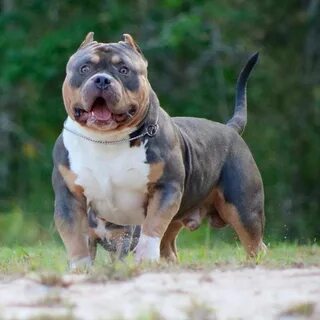 Булли (Американский булли): описание породы собак с фото и в