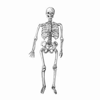 Mano Esqueleto Vektor Kostenlos - (407 Gratis-Downloads)