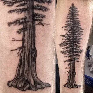 Redwood tree Tree tattoo, Redwood tattoo, Tree tattoo meanin