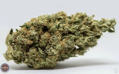 Mimosa Strain Review - The Lodge Cannabis Denver