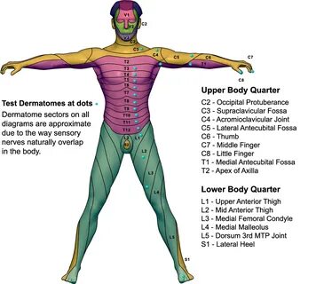 L4 Dermatome Map