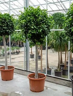 Ficus nitida - Birkenfeige Terramedina Heim- und Gartendesig