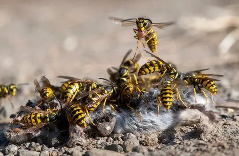 Week 16 of Yellow Jackets Swarming With No Let-Up - Socialis