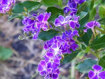 Duranta erecta Sweet Memory Sky Flower Rita Xavier Flickr