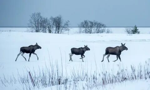 Three kind moose " Way up north