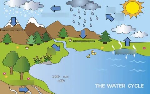 Diagram of The Cycles in Biology (The water cycle) Quizlet