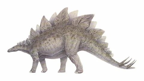 Stegosaurus Dinosaur pictures, Dinosaur, Prehistoric animals