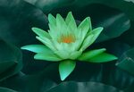 Green Lotus Financial Group