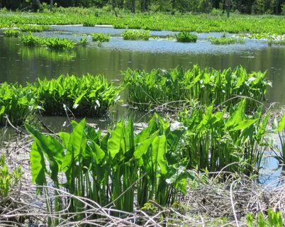 Common Wetland Plants Of North Carolina - Stroimm Online