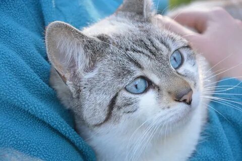 Download free photo of Cat, pussy cloud portrait animal, blu