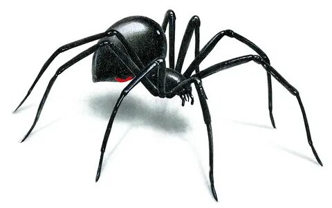 black widow spider drawing easy - Clip Art Library