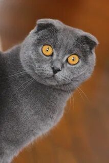 Pin on Popular Cat Breeds