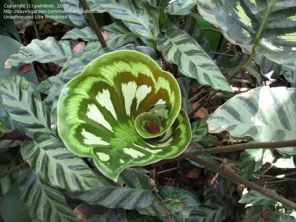 PlantFiles Pictures: Goeppertia Species, Calathea (Goepperti