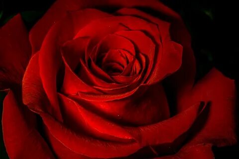 Red Roses Wallpapers For Desktop (50+ images)