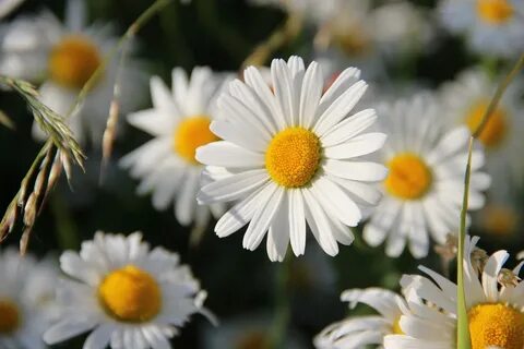Daisies White Flower - Free photo on Pixabay