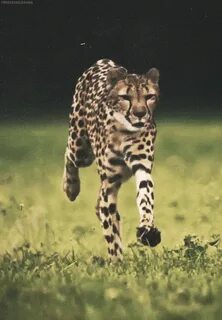 Running Leopard