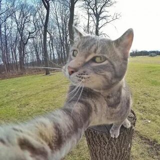 Manny, The 'Selfie Cat' Takes Impressive Photos of Himself W