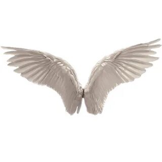 angel wings bird wing 300808379085211 by @captain_sliva