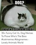 Grasp the Luxury Funny Prove It Cat Pictures - Hilarious Pet
