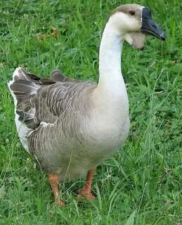 ♥ ♥ Geese ♥ ♥ African Goose breed - Domestic geese are domes