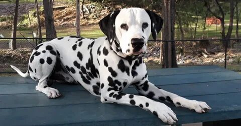 79+ Dalmatian Dog Breeders Image - Bleumoonproductions
