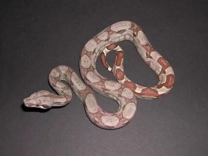 The Boa Basement - Sharp Snowglow Boas